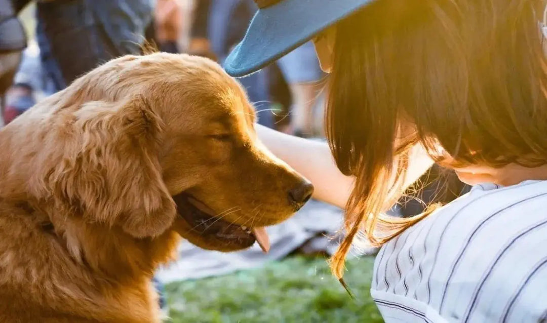 Experience a perfect camping trip with your pet - Naturehike official store